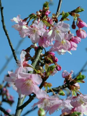 茅ヶ崎公園（河津桜）
