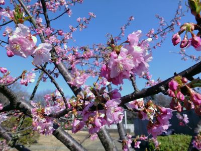 茅ヶ崎公園（河津桜）
