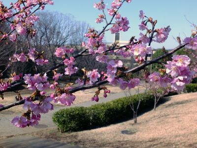 茅ヶ崎公園（河津桜）
