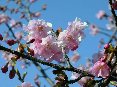 茅ヶ崎公園（河津桜）
