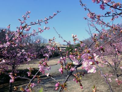 茅ヶ崎公園（河津桜）
