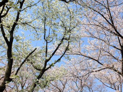 八幡神社（染井吉野・大島桜）
