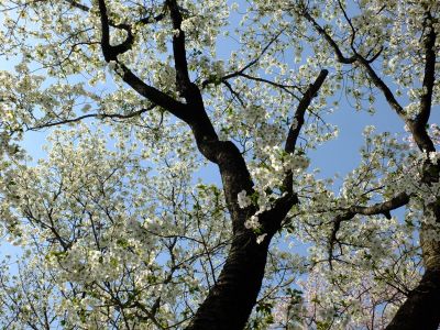 八幡神社（染井吉野・大島桜）

