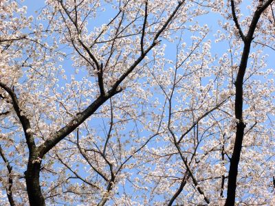 八幡神社（染井吉野）

