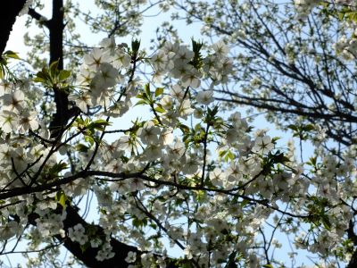 八幡神社（大島桜）
