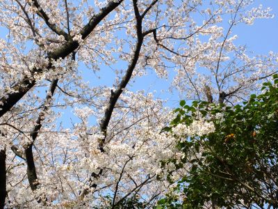 八幡神社（染井吉野）
