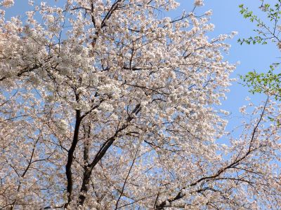 八幡神社（染井吉野）
