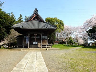 八幡神社（染井吉野）
