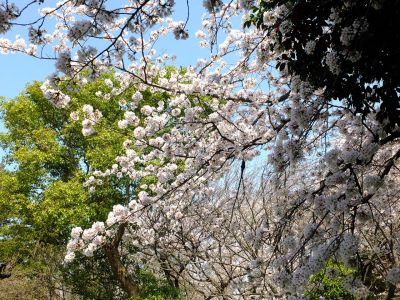 八幡神社（染井吉野）
