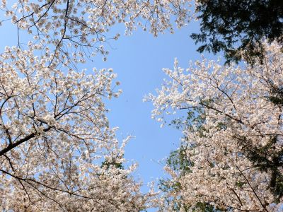八幡神社（染井吉野）
