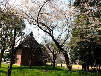 八幡神社（染井吉野）

