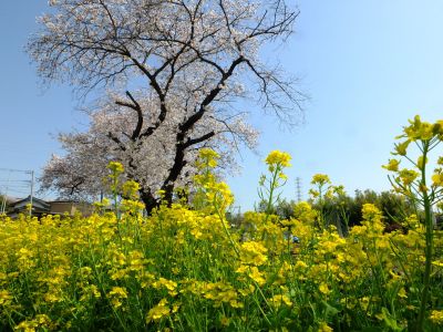 八幡神社（染井吉野・菜の花）
