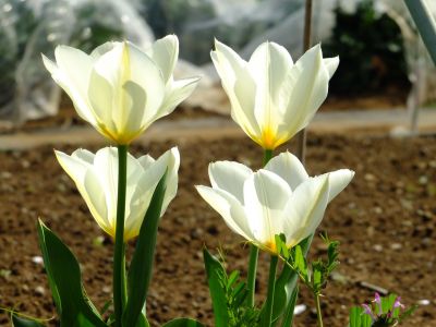 八幡神社（チューリップ）
