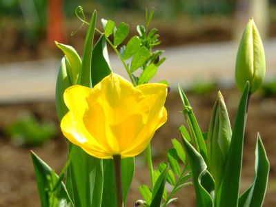 八幡神社（チューリップ）
