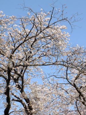 八幡神社（染井吉野）
