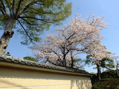 瑞雲寺（染井吉野）
