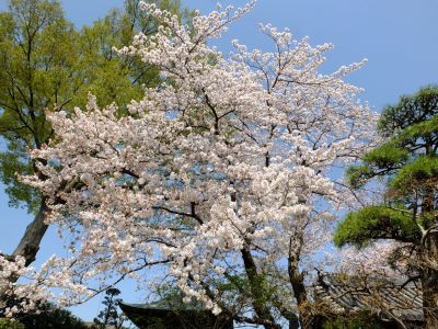瑞雲寺（染井吉野）
