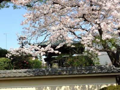 瑞雲寺（染井吉野）
