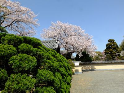 瑞雲寺（染井吉野）
