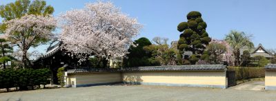 瑞雲寺（染井吉野・紅枝垂れ桜）
