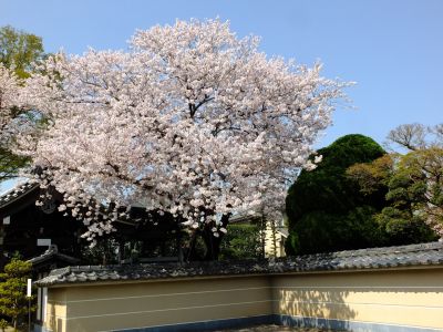 瑞雲寺（染井吉野）
