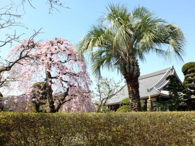 瑞雲寺（紅枝垂れ桜）

