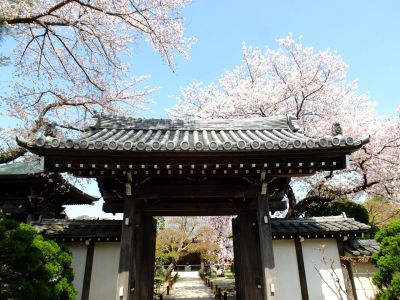 瑞雲寺（染井吉野）

