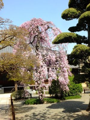 瑞雲寺（紅枝垂れ桜）
