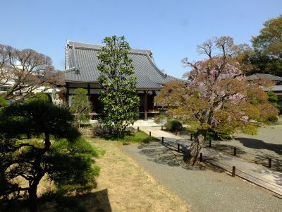 瑞雲寺（紅枝垂れ桜）
