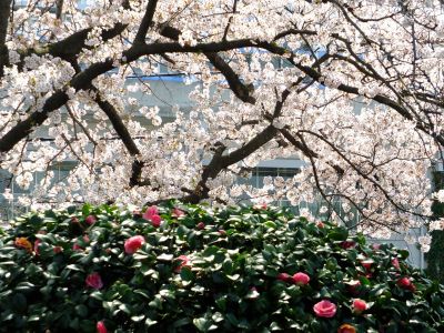 瑞雲寺（紅枝垂れ桜）

