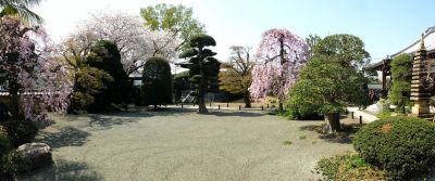 瑞雲寺（紅枝垂れ桜・染井吉野）
