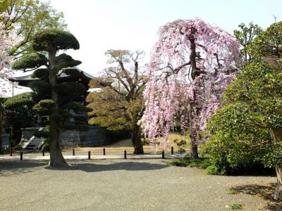 瑞雲寺（紅枝垂れ桜）
