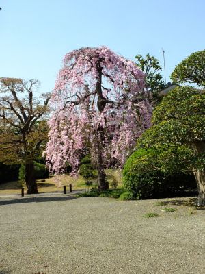 瑞雲寺（紅枝垂れ桜）

