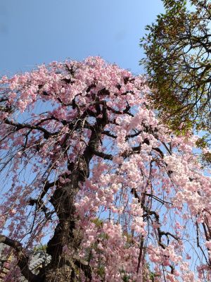 瑞雲寺（紅枝垂れ桜）
