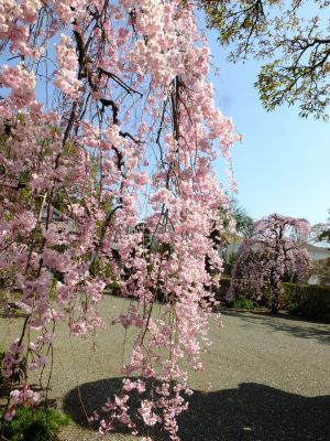 瑞雲寺（紅枝垂れ桜）
