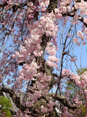 瑞雲寺（紅枝垂れ桜）
