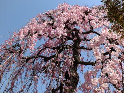 瑞雲寺（紅枝垂れ桜）
