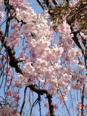 瑞雲寺（紅枝垂れ桜）
