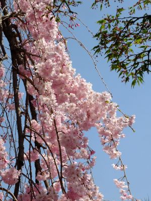 瑞雲寺（紅枝垂れ桜）
