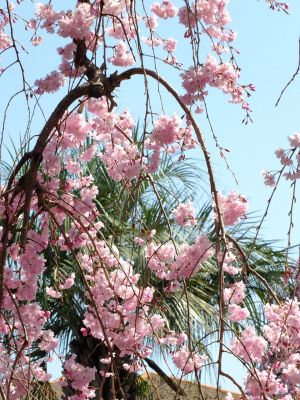 瑞雲寺（紅枝垂れ桜）

