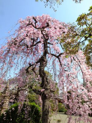 瑞雲寺（紅枝垂れ桜）
