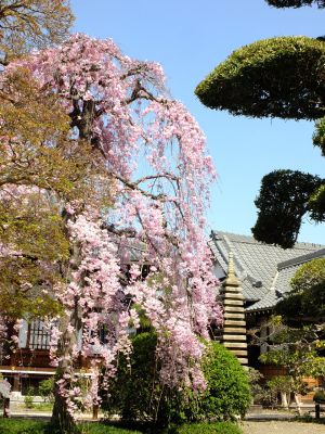 瑞雲寺（紅枝垂れ桜）
