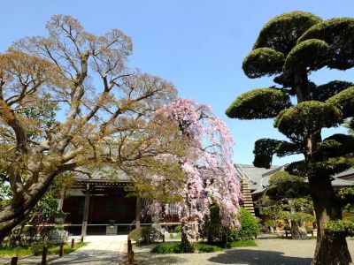 瑞雲寺（紅枝垂れ桜）
