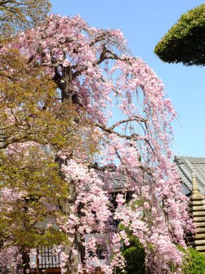 瑞雲寺（紅枝垂れ桜）
