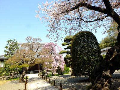 瑞雲寺（染井吉野・紅枝垂れ桜）
