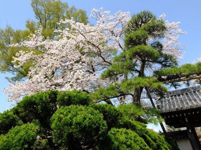 瑞雲寺（染井吉野）
