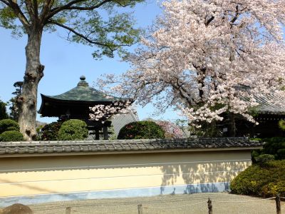 瑞雲寺（染井吉野）
