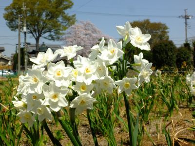 川和町駅前（水仙の花）
