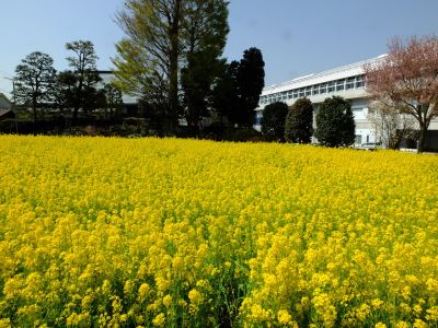 川和町駅前の菜の花畑

