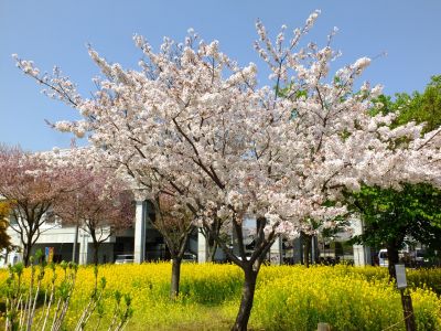 川和町駅前の菜の花畑（シドモア桜）ワシントン州から帰ってきた桜
